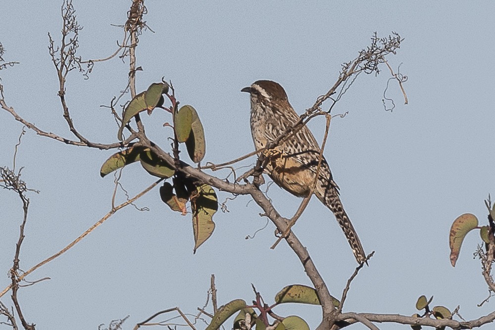 Cactus Wren - ML643780059