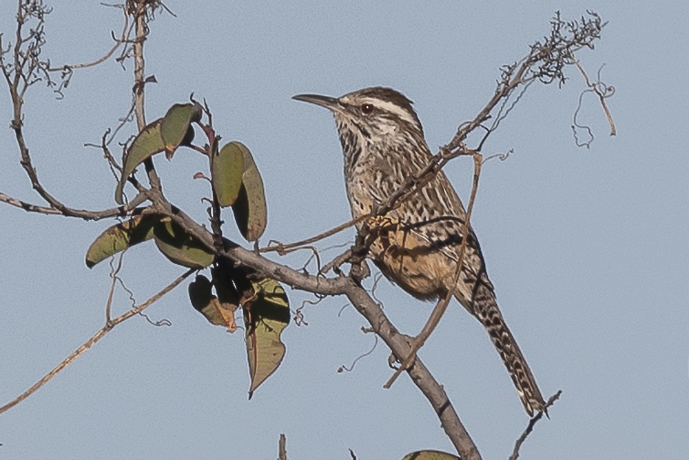 Cactus Wren - ML643780060