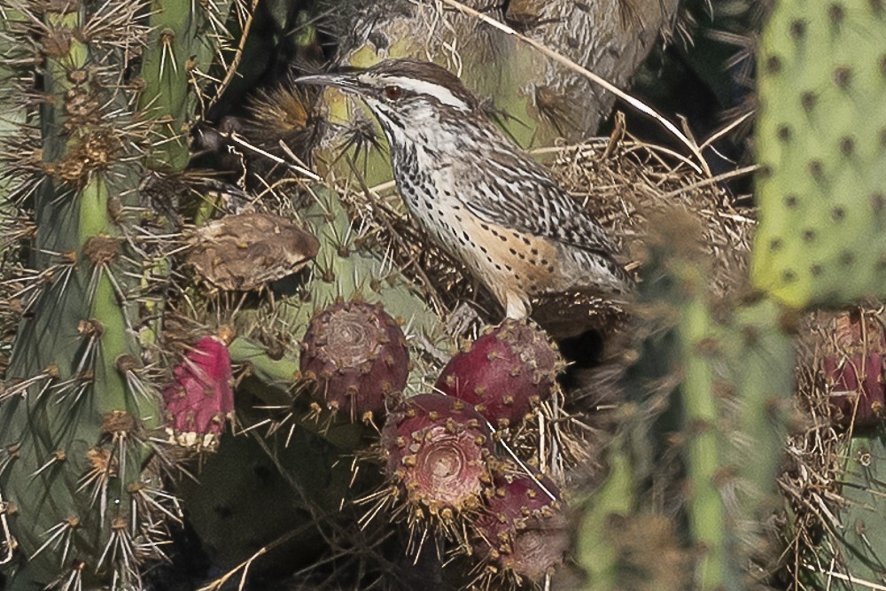Cactus Wren - ML643780061