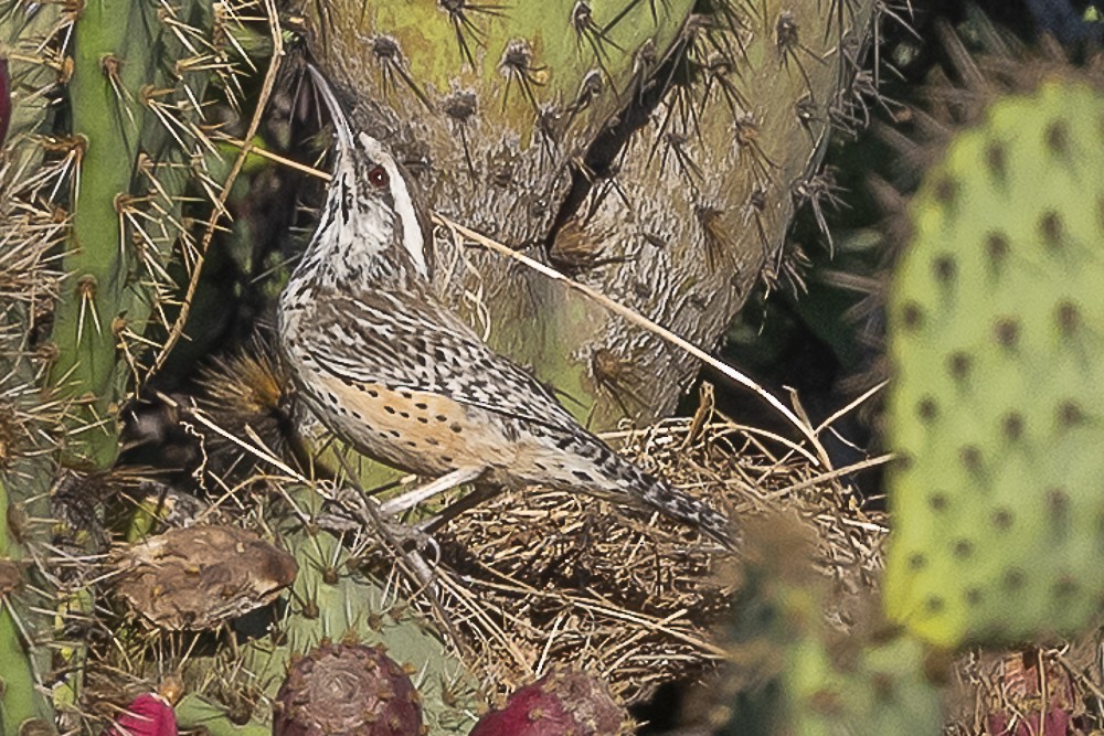 Cactus Wren - ML643780062