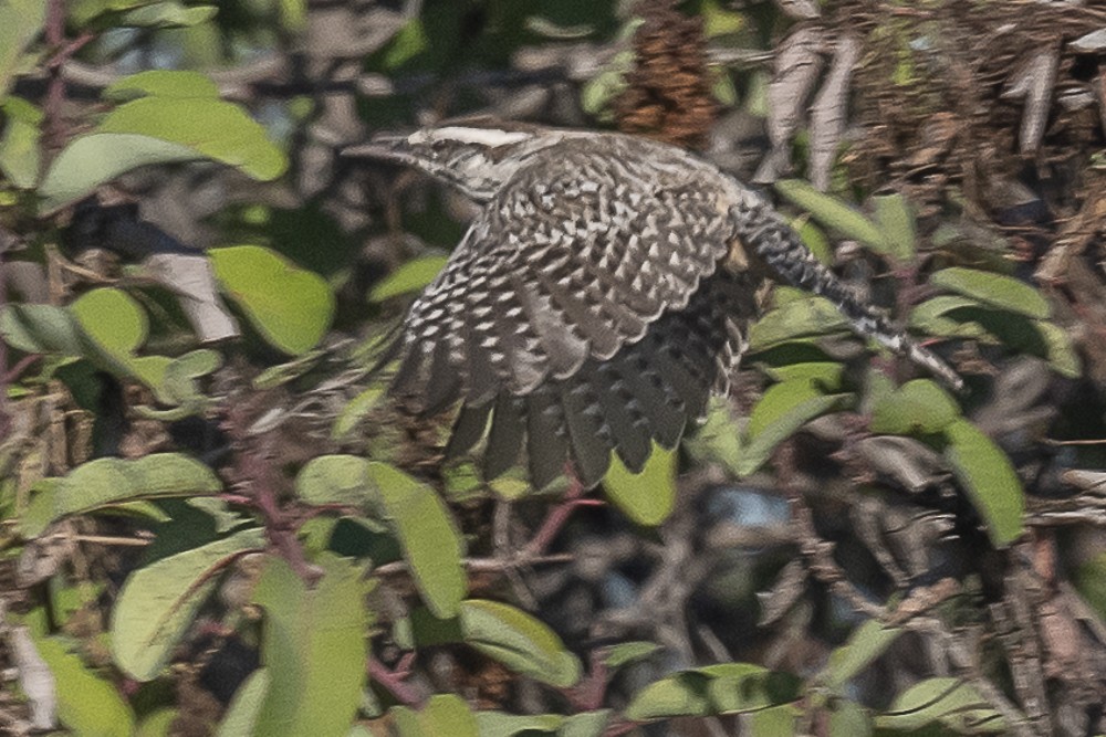 Cactus Wren - ML643780063
