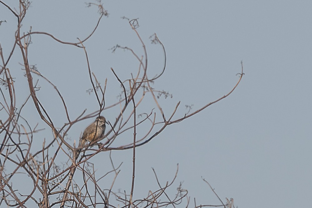 Cactus Wren - ML643780064