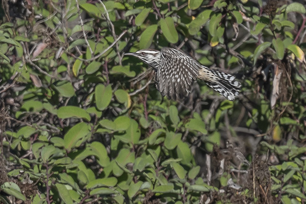 Cactus Wren - ML643780065