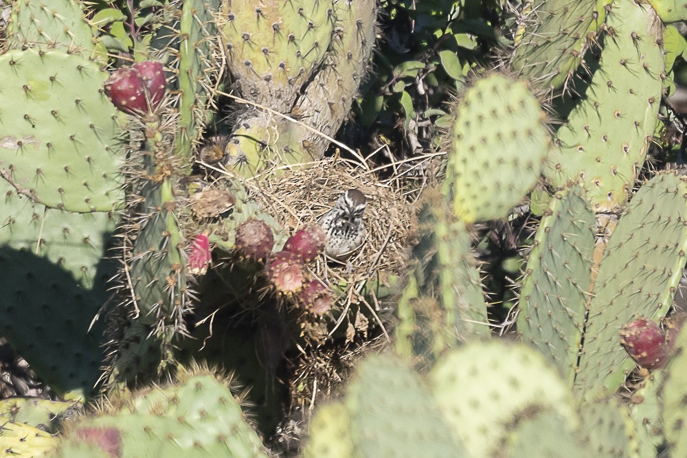 Cactus Wren - ML643780066