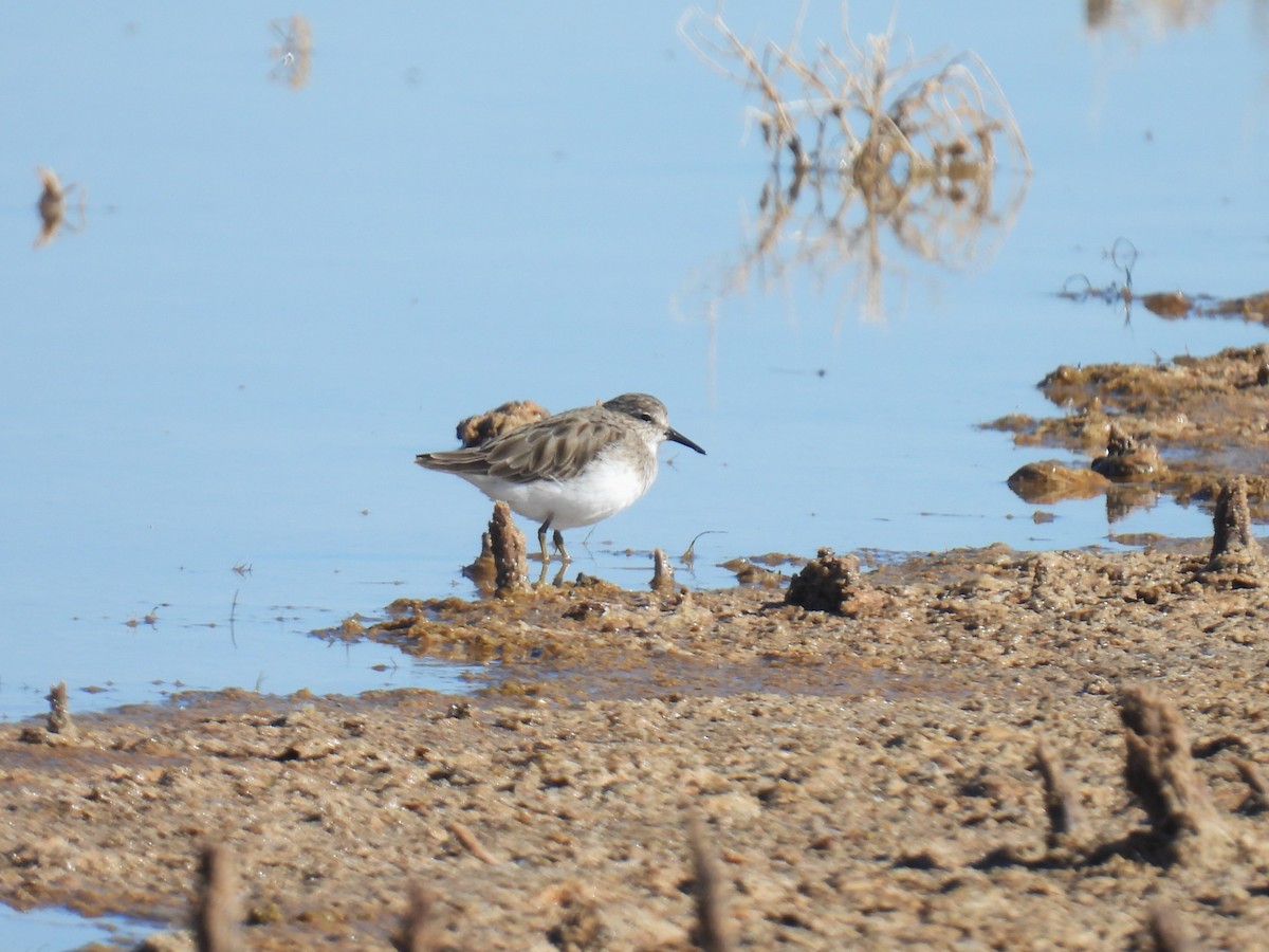 Least Sandpiper - ML643780069