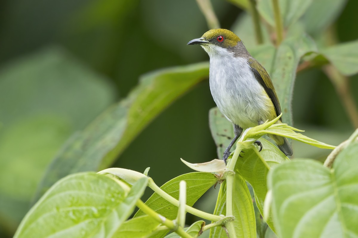 Olive-capped Flowerpecker - ML643780087