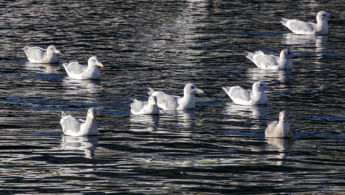 racek šedokřídlý - ML643780091