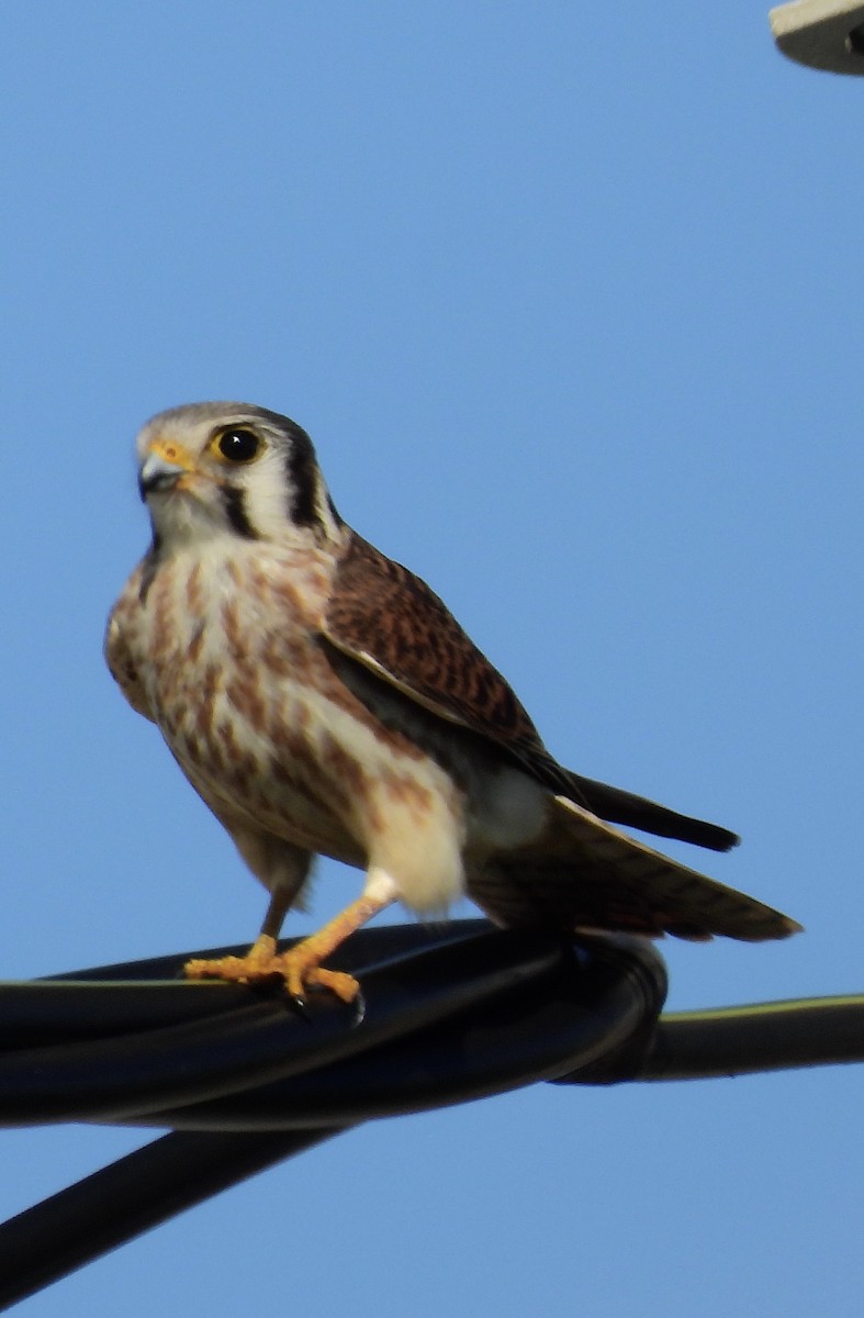 American Kestrel - ML643780097