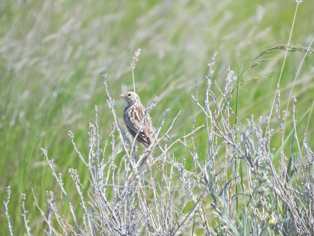 Bairdammer - ML643780098