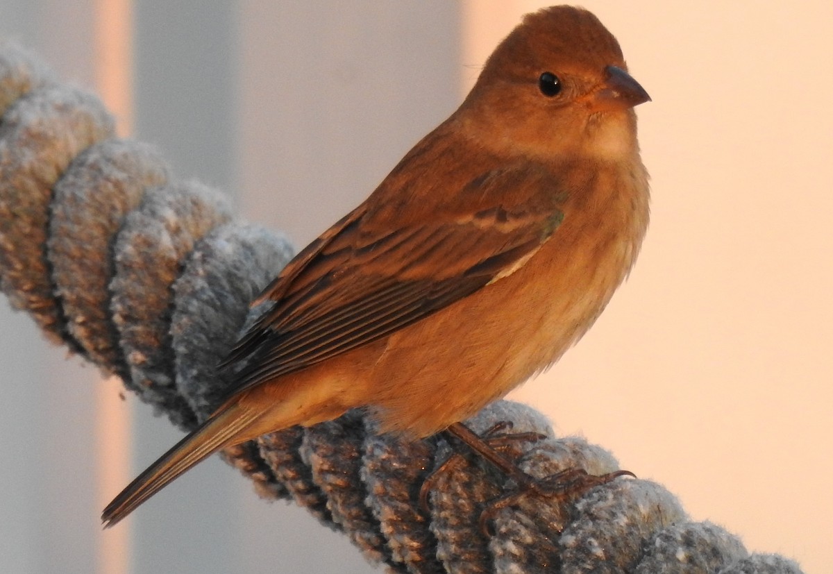 Indigo Bunting - ML643780111