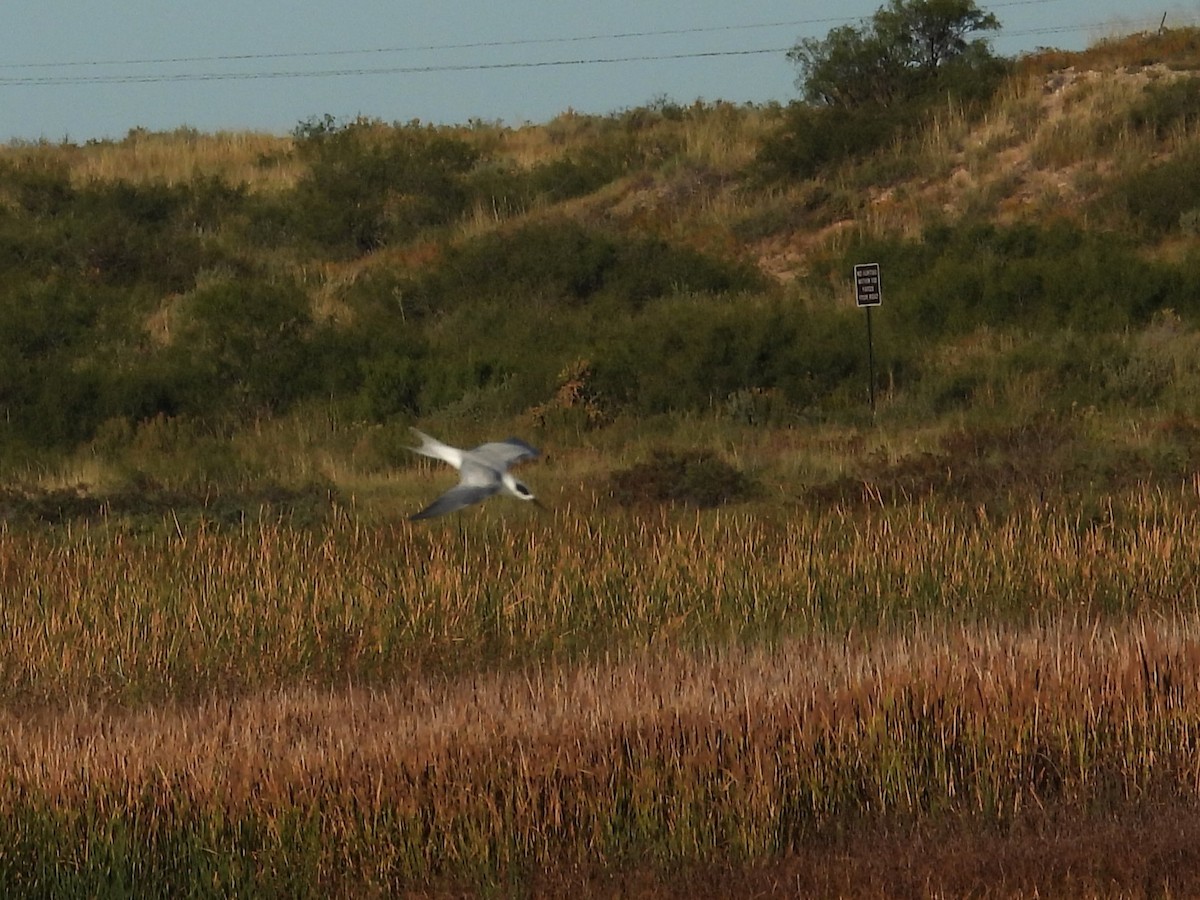 Forster's Tern - ML643780112