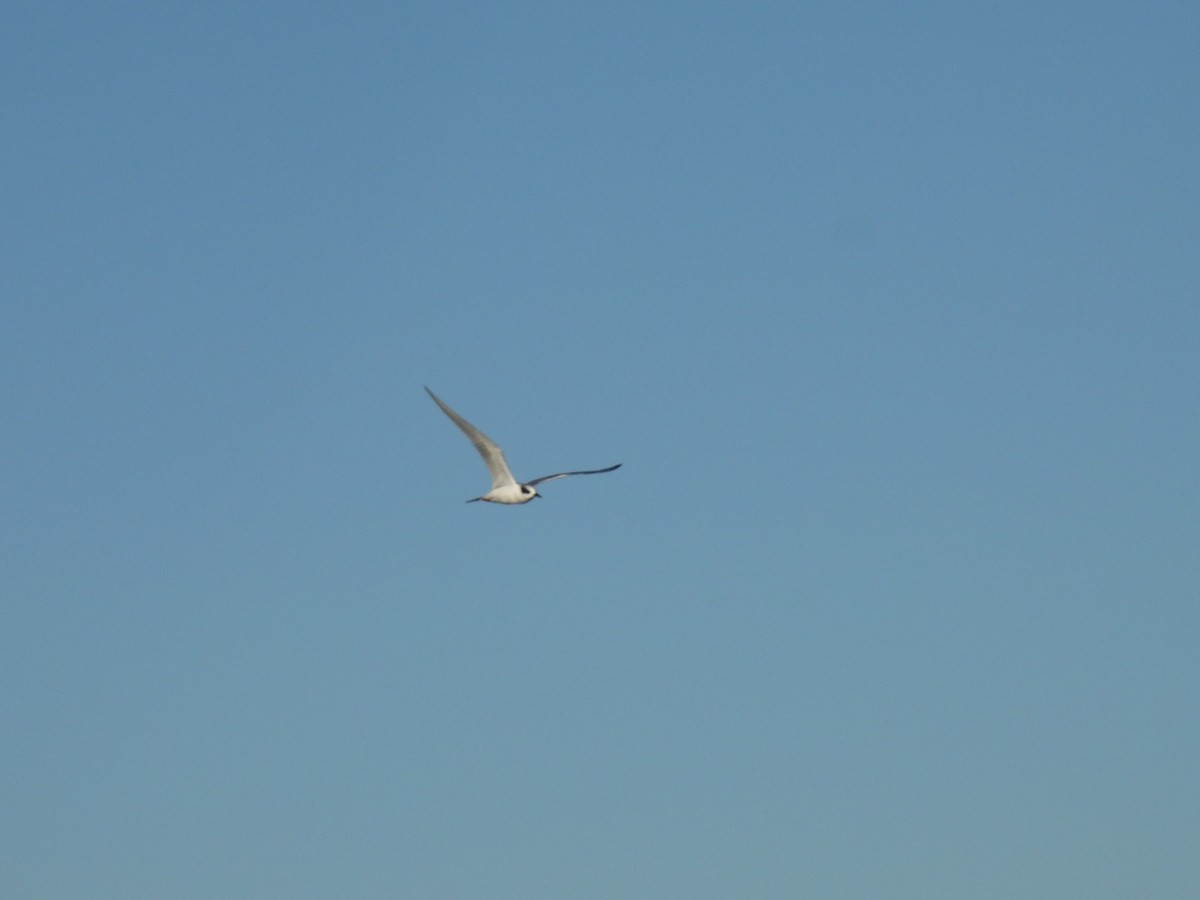 Forster's Tern - ML643780113