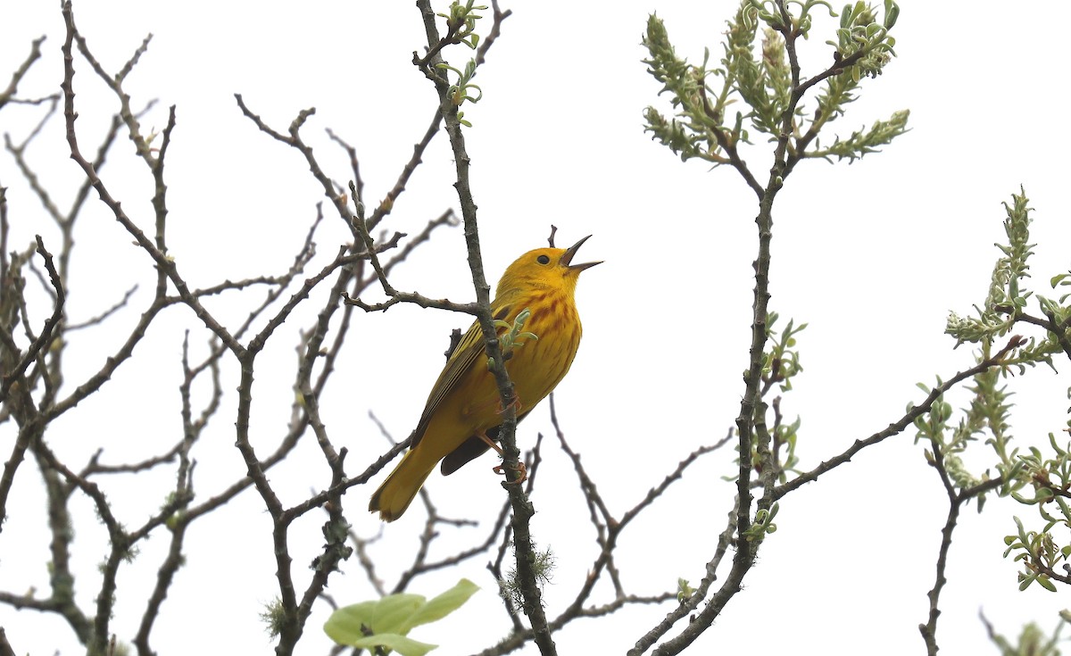 Yellow Warbler (Northern) - ML643780114