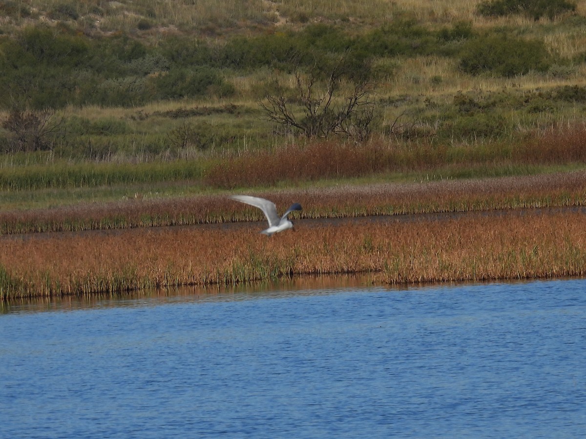Forster's Tern - ML643780115