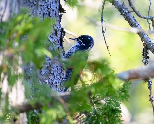 American Three-toed Woodpecker - ML643780118