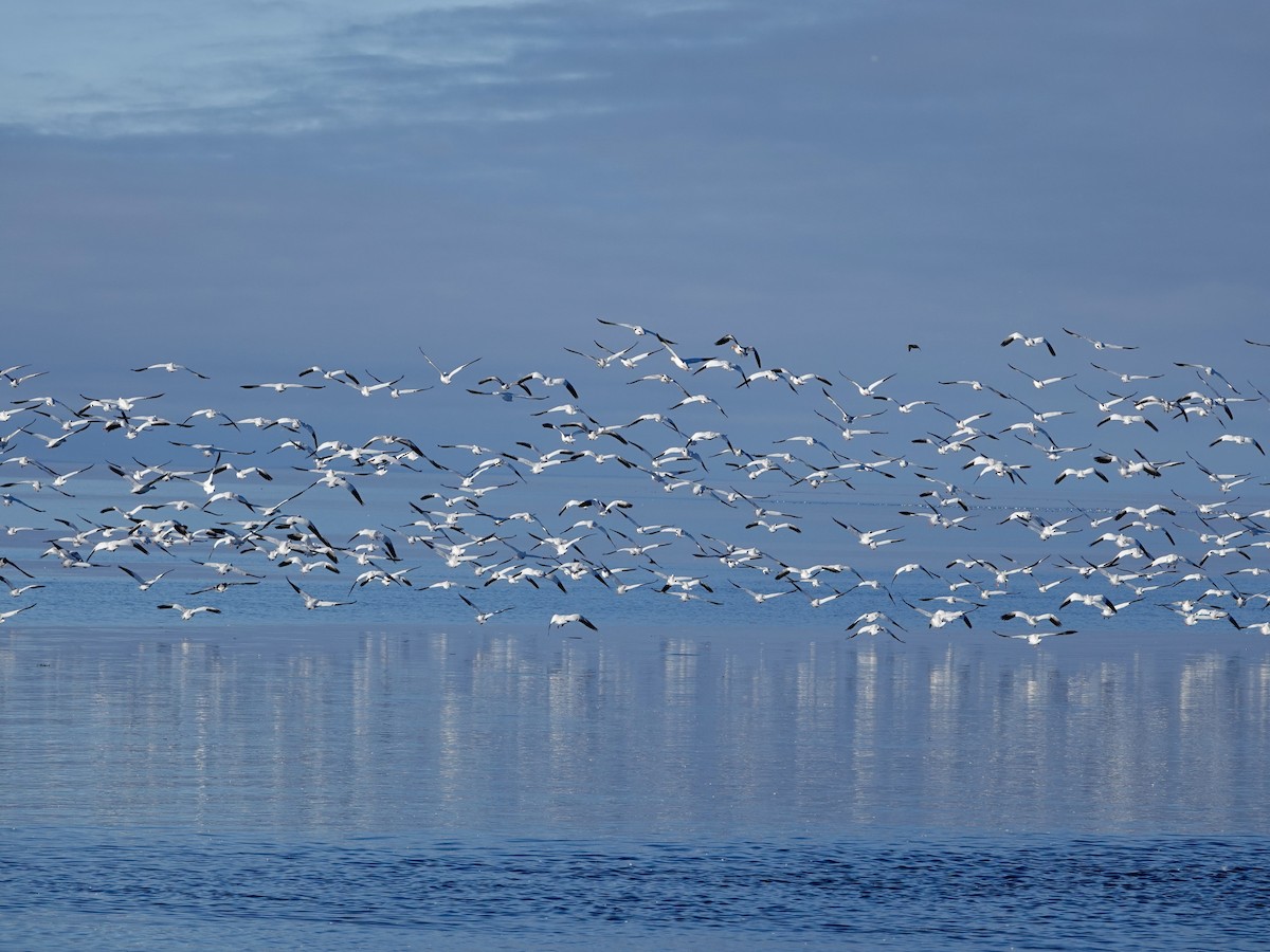 Snow Goose - ML643780121