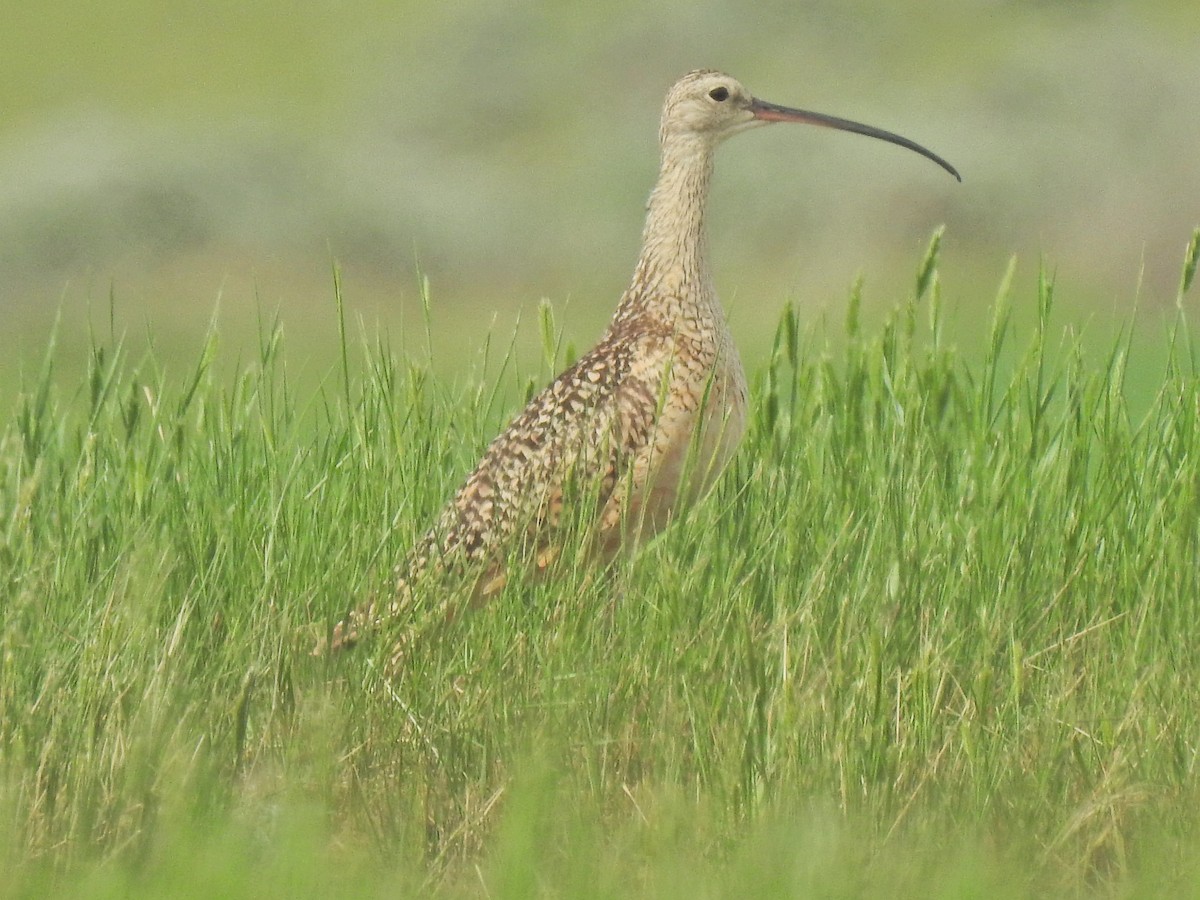 Long-billed Curlew - ML643780129