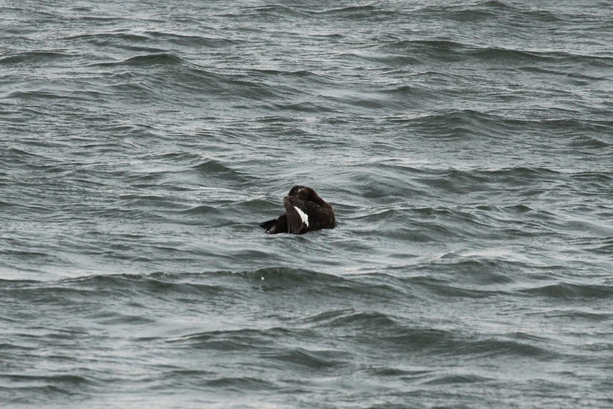 White-winged Scoter - ML643780134