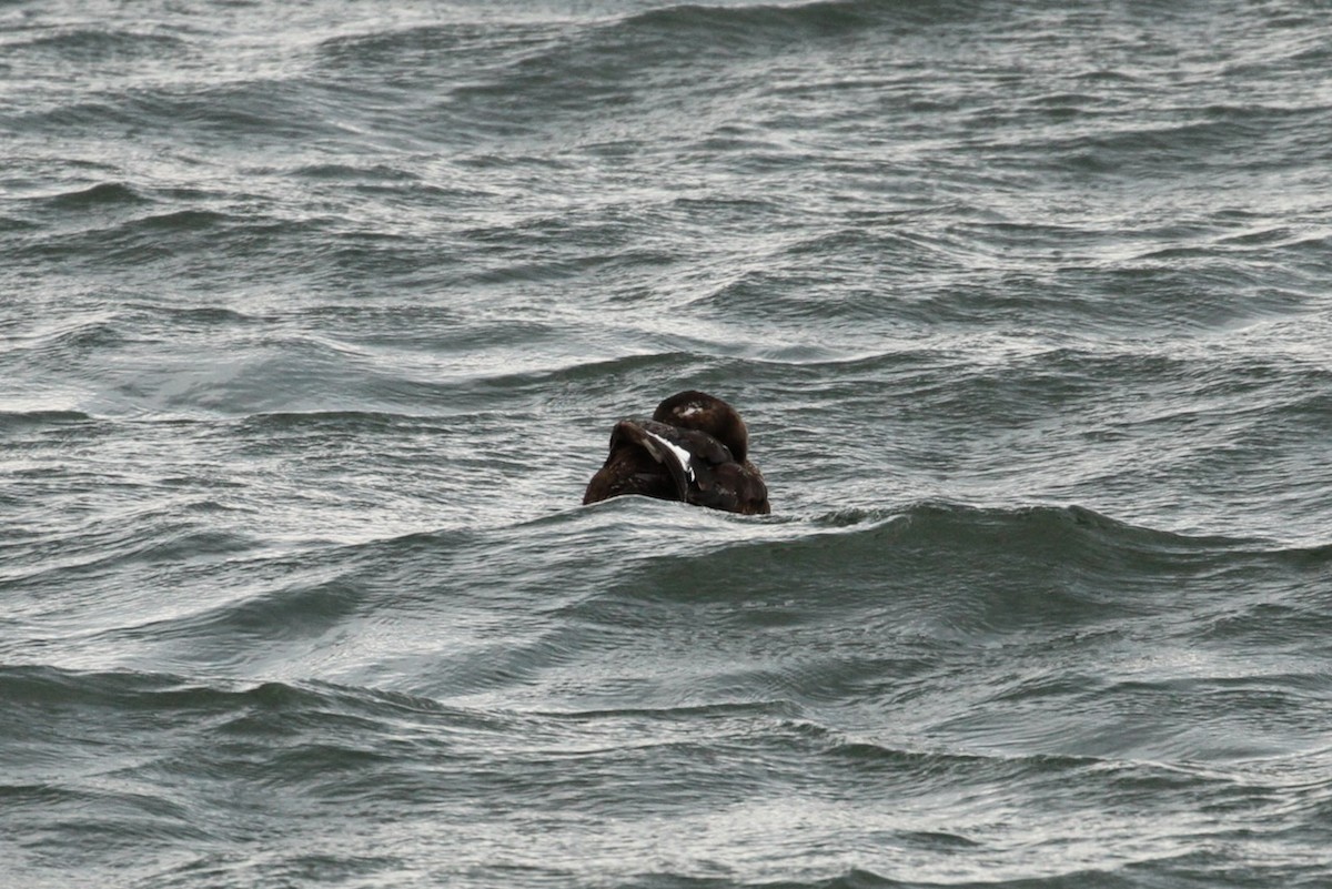 White-winged Scoter - ML643780135