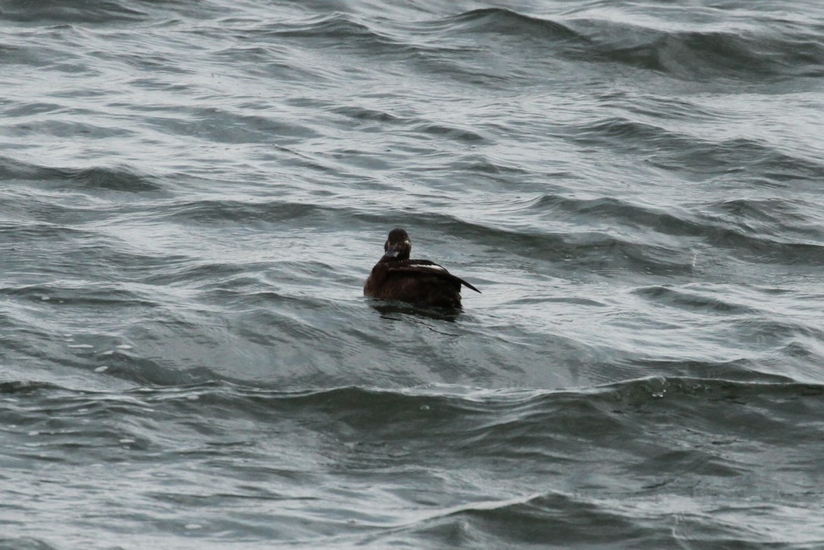 White-winged Scoter - ML643780136