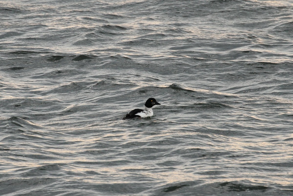 Common Goldeneye - ML643780144