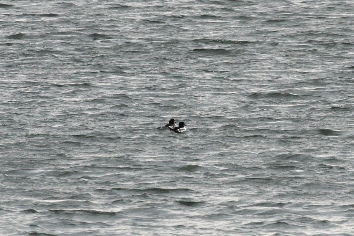 Common Goldeneye - ML643780145