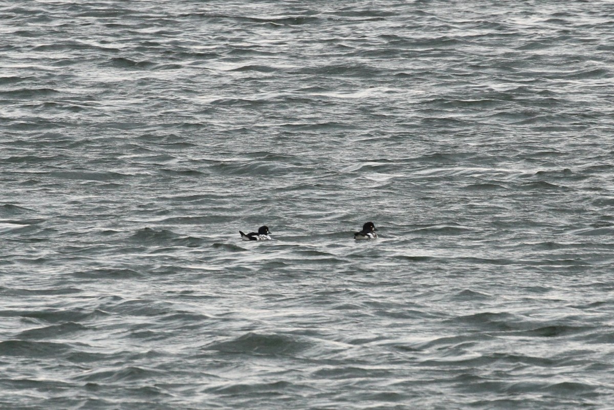 Common Goldeneye - ML643780146