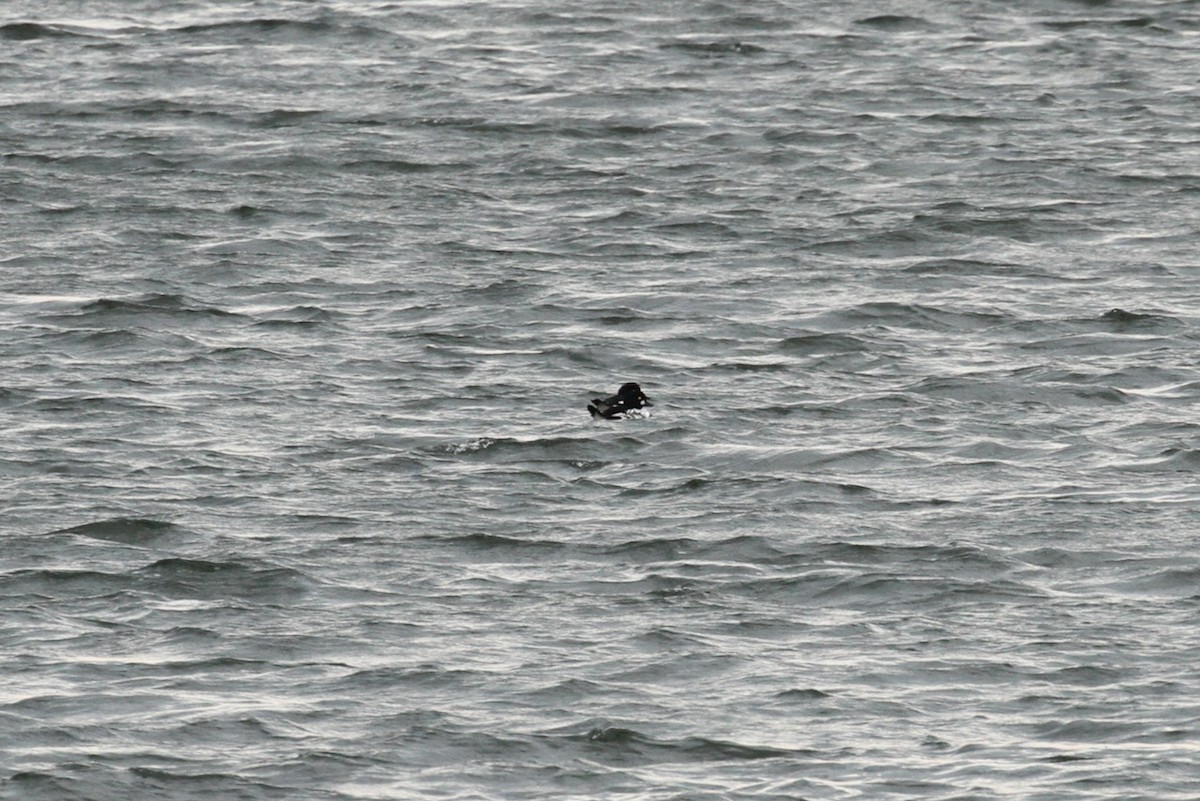 Common Goldeneye - ML643780147