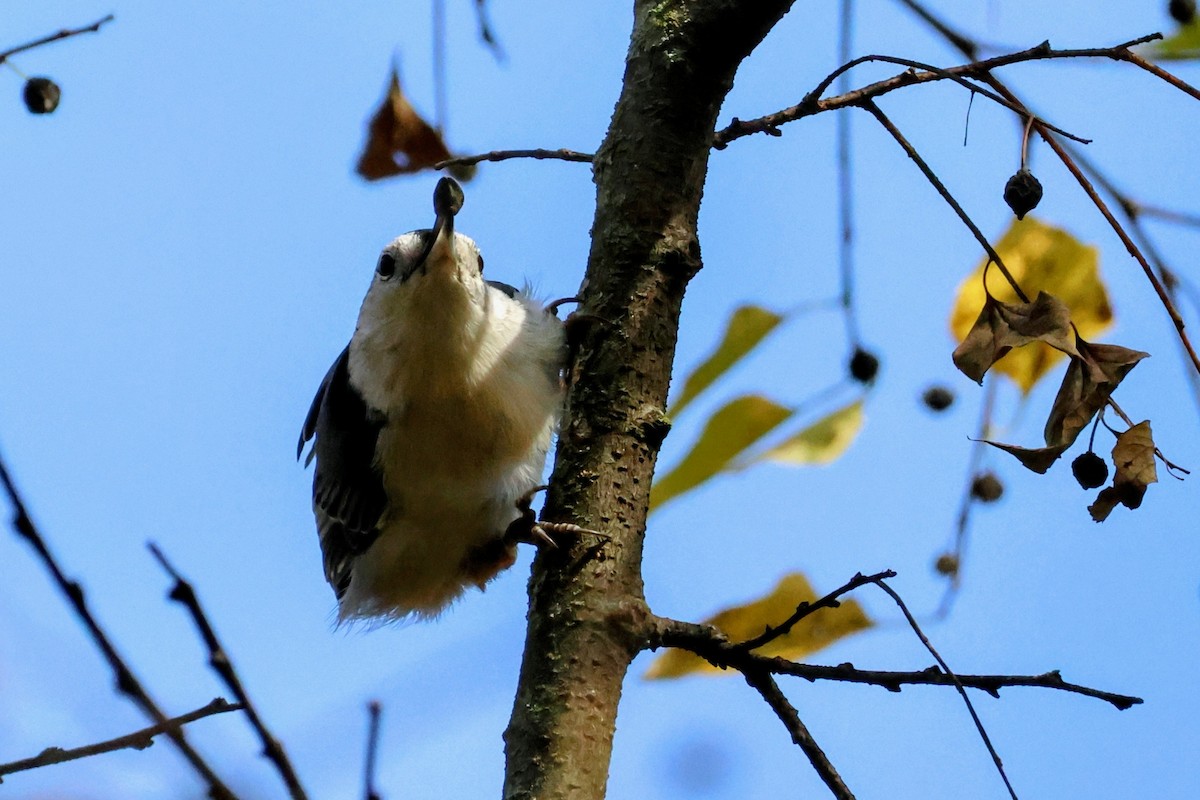White-breasted Nuthatch - ML643780150