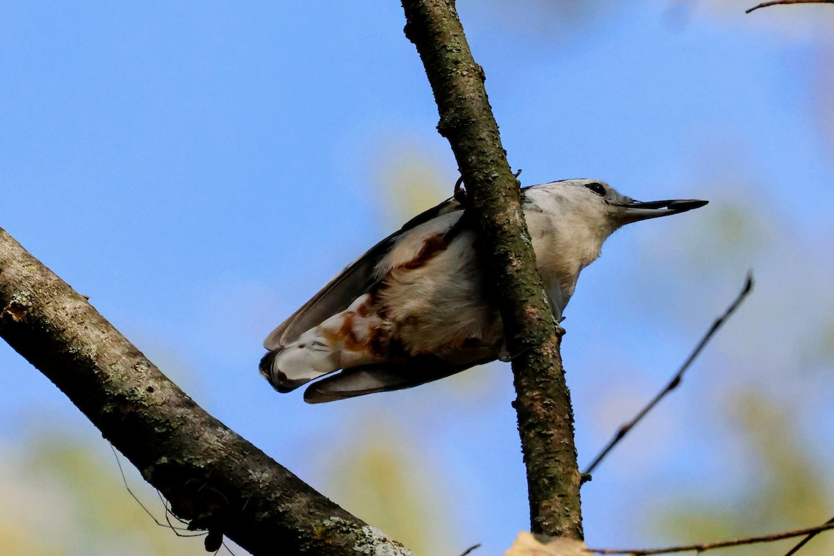 White-breasted Nuthatch - ML643780151