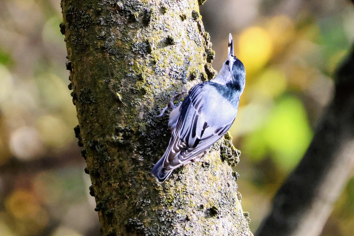 White-breasted Nuthatch - ML643780152