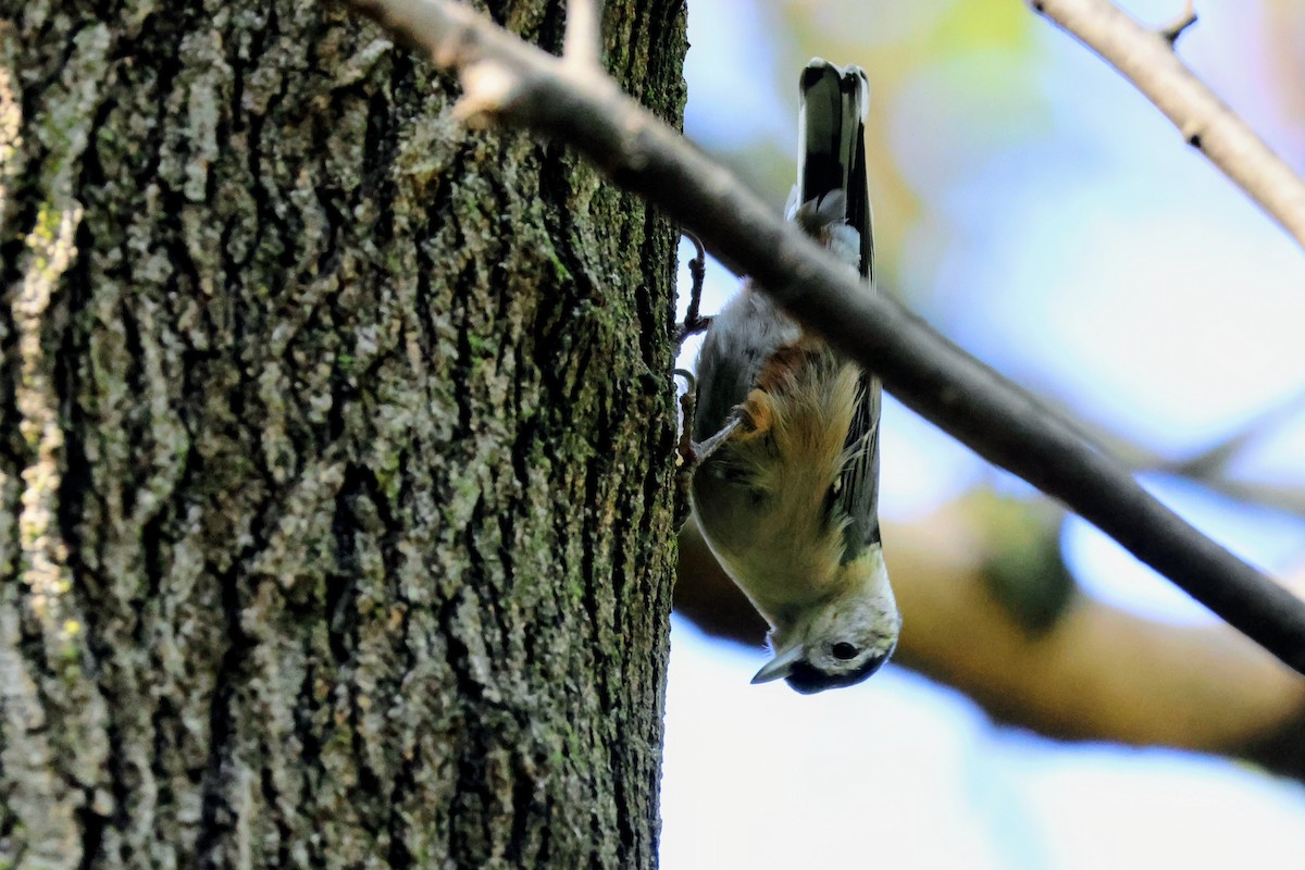 White-breasted Nuthatch - ML643780154