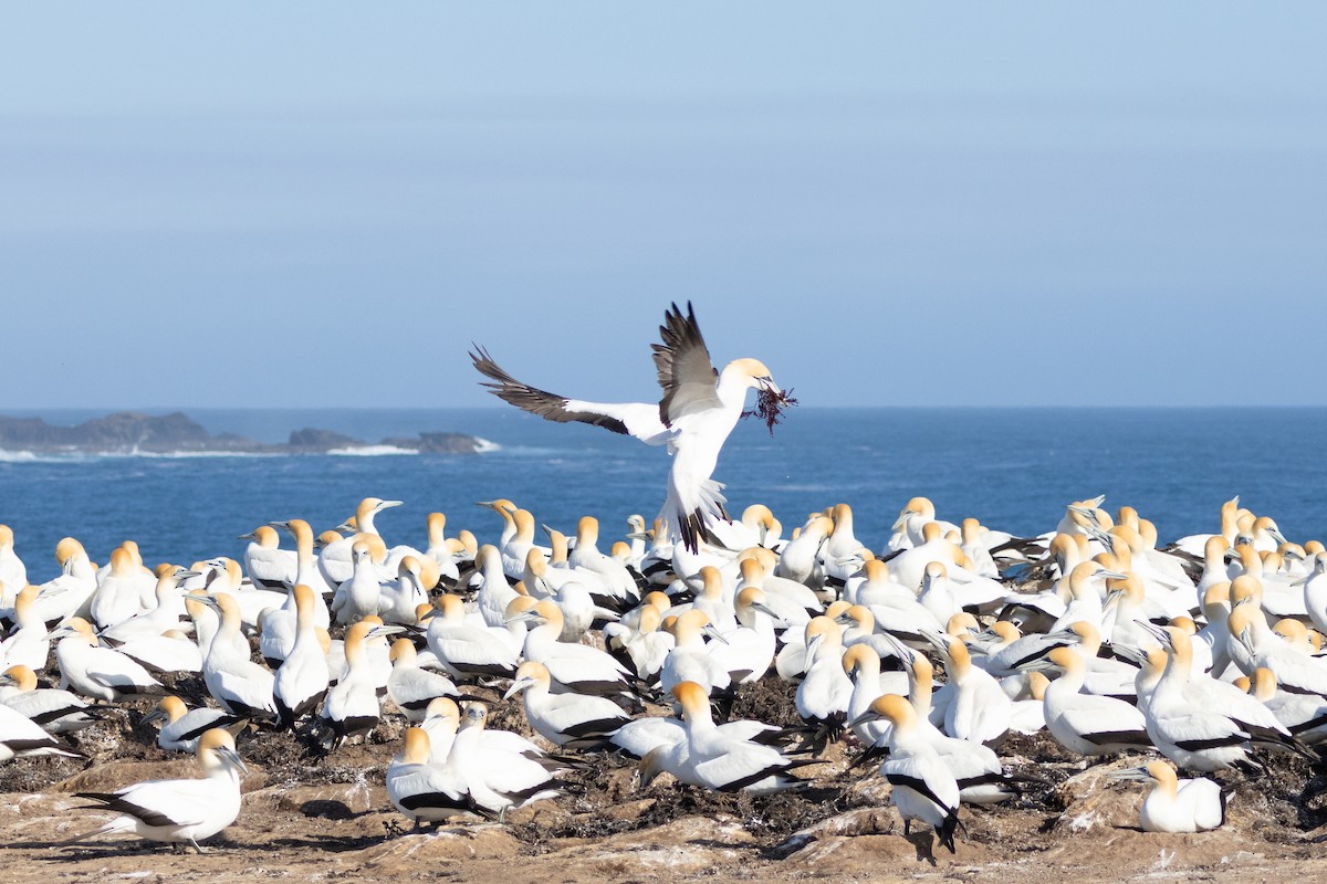 Australasian Gannet - ML643780165