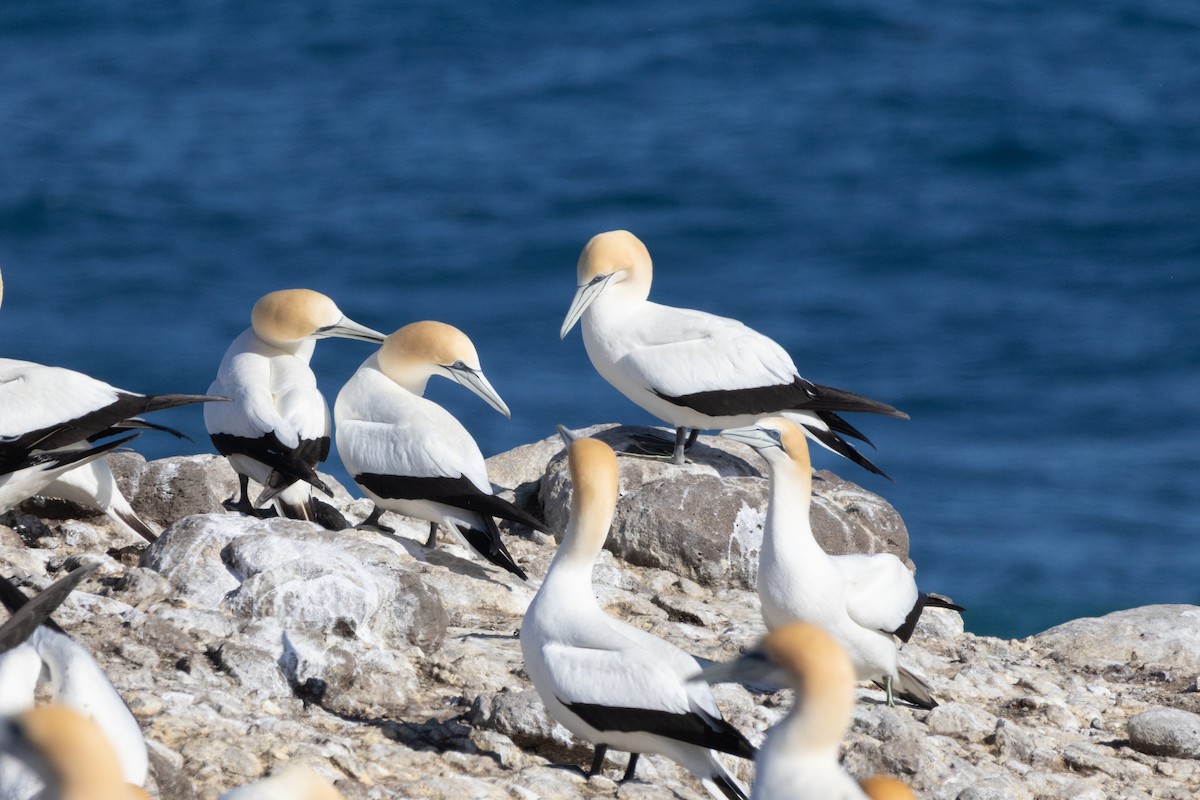 Australasian Gannet - ML643780166