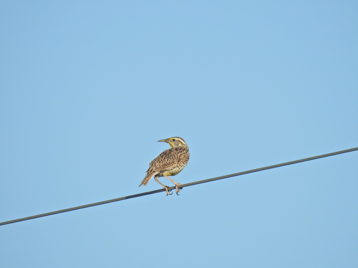 Western Meadowlark - ML643780173