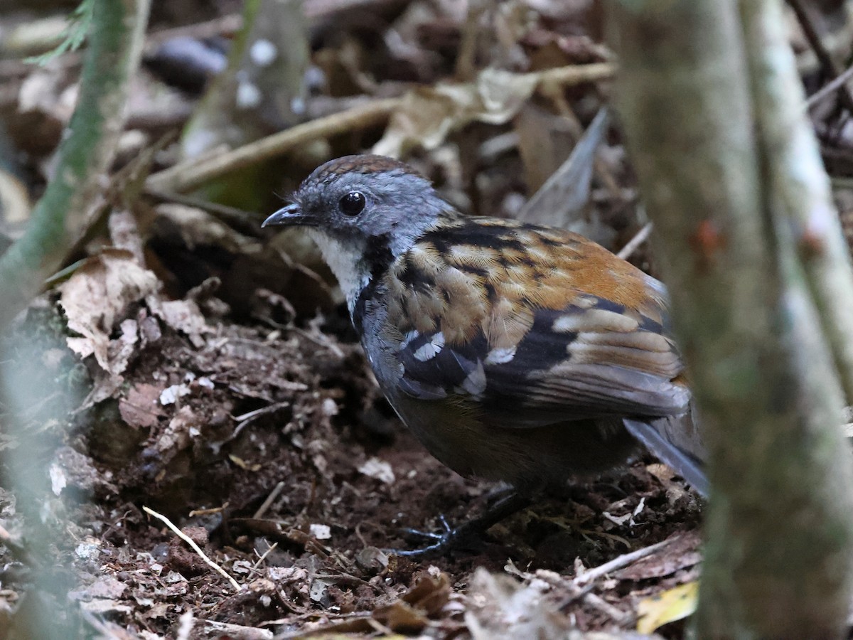 Australian Logrunner - ML643780178