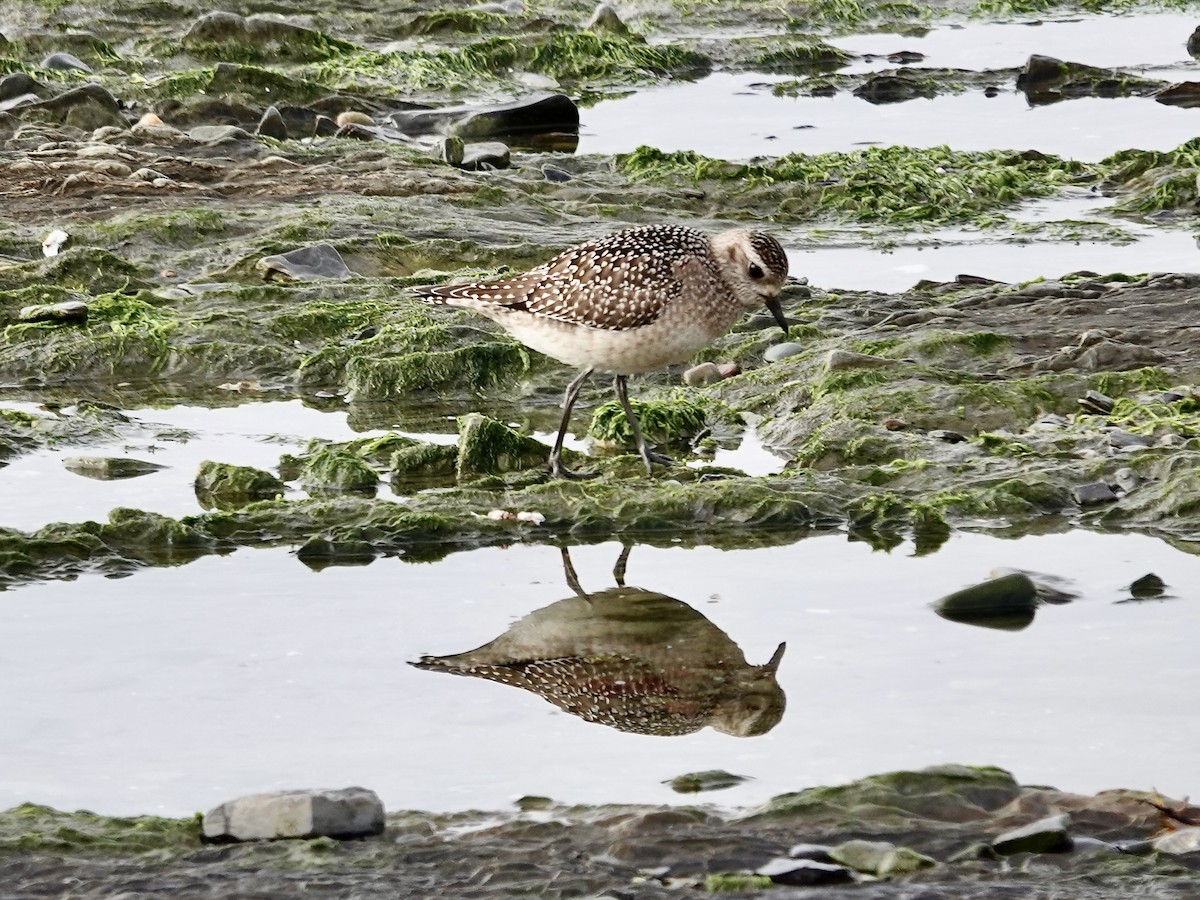 American Golden-Plover - ML643780182