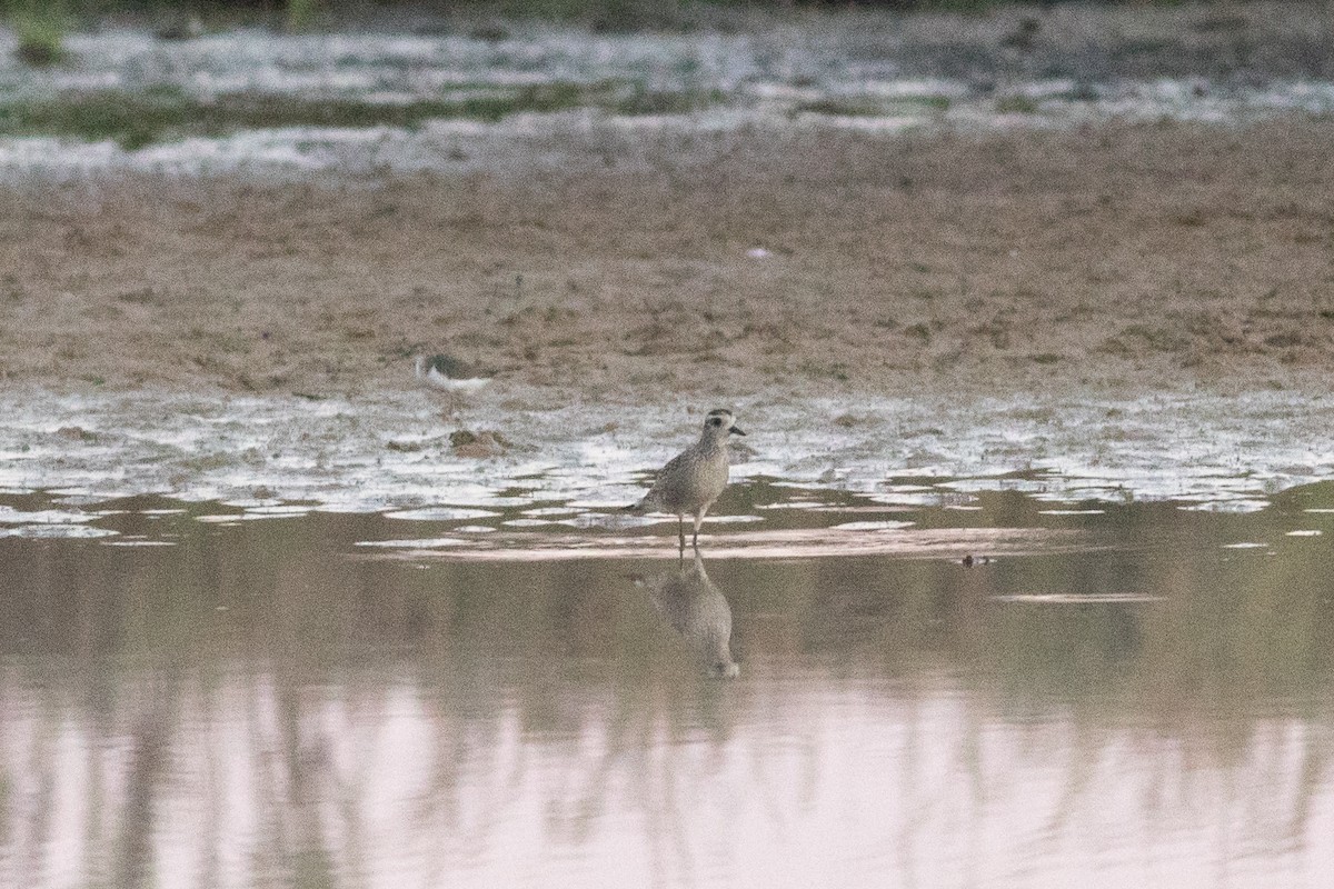 American Golden-Plover - ML643780183