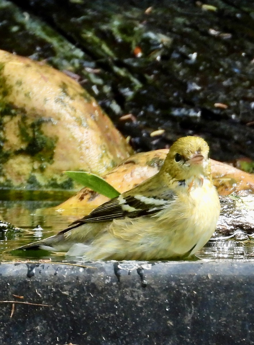 Bay-breasted Warbler - ML643780186