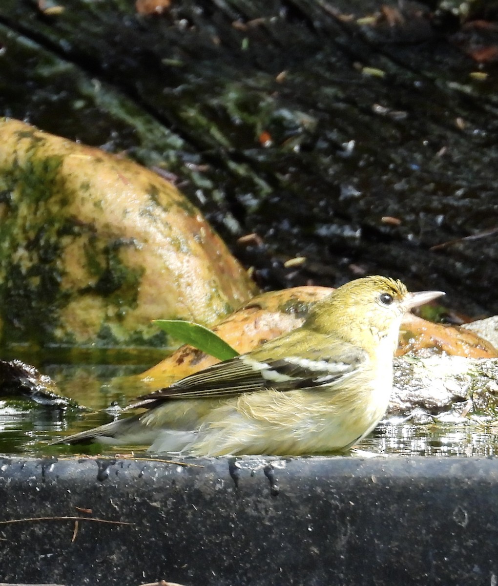 Bay-breasted Warbler - ML643780187