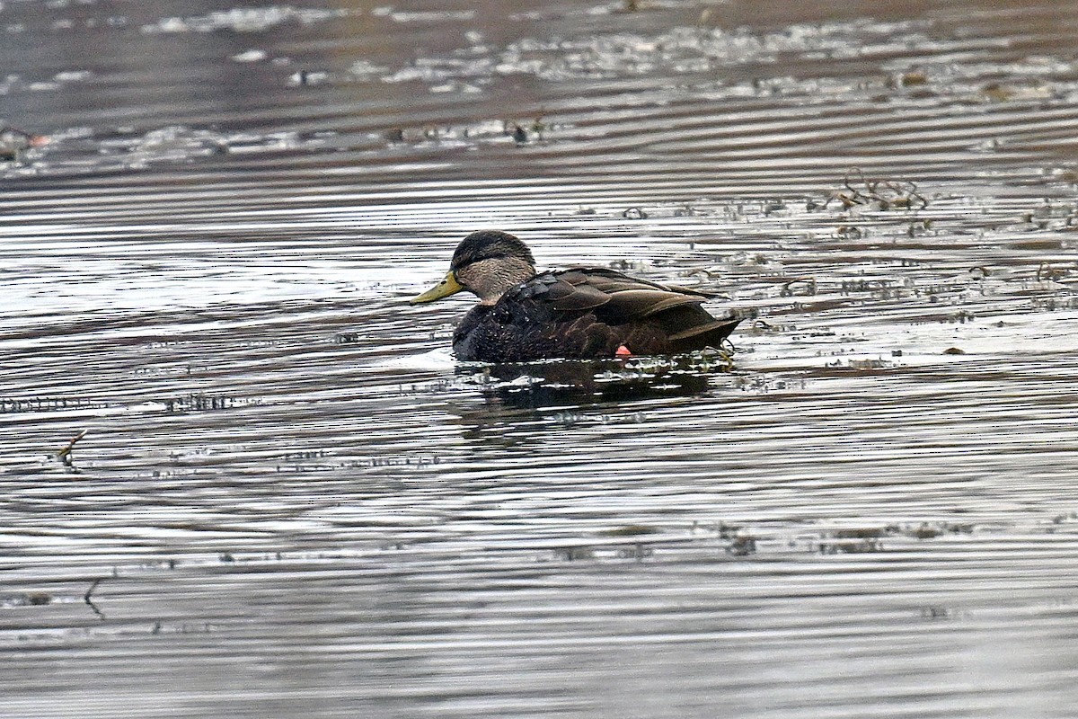 kachna tmavá - ML643780201