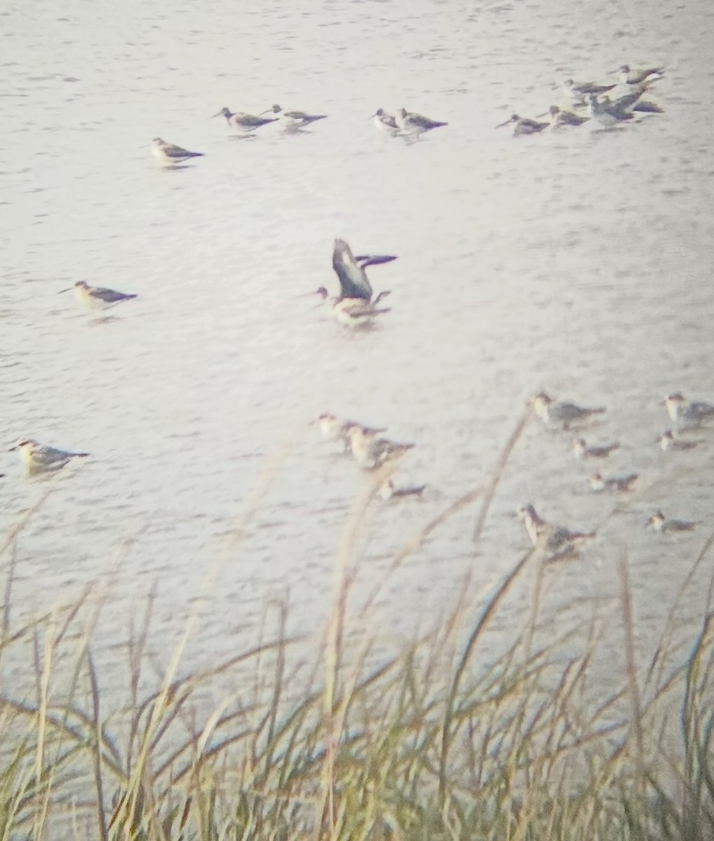 Hudsonian Godwit - ML643780220