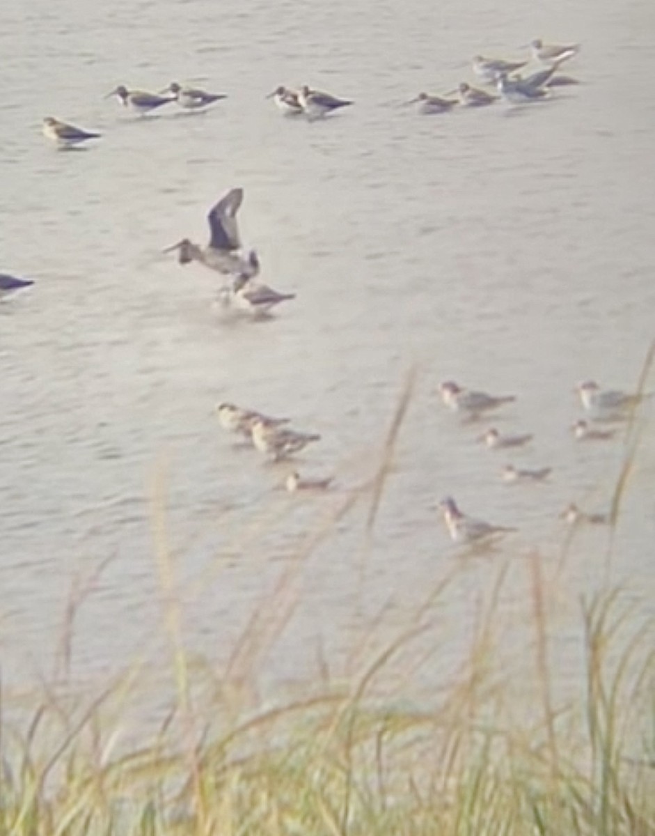 Hudsonian Godwit - ML643780221