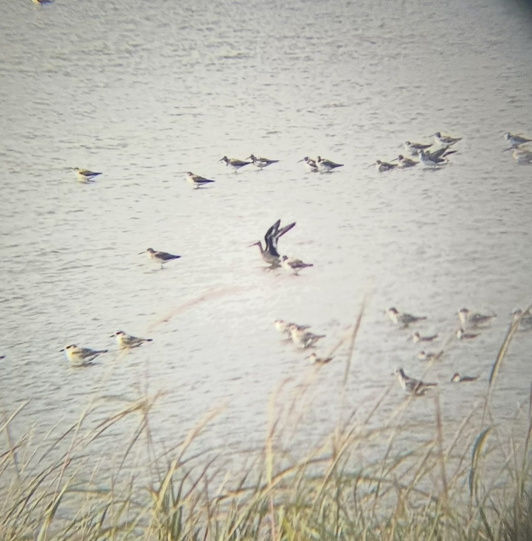 Hudsonian Godwit - ML643780222