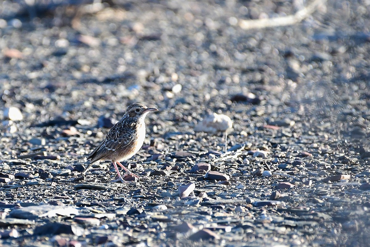 Spike-heeled Lark - ML643780226