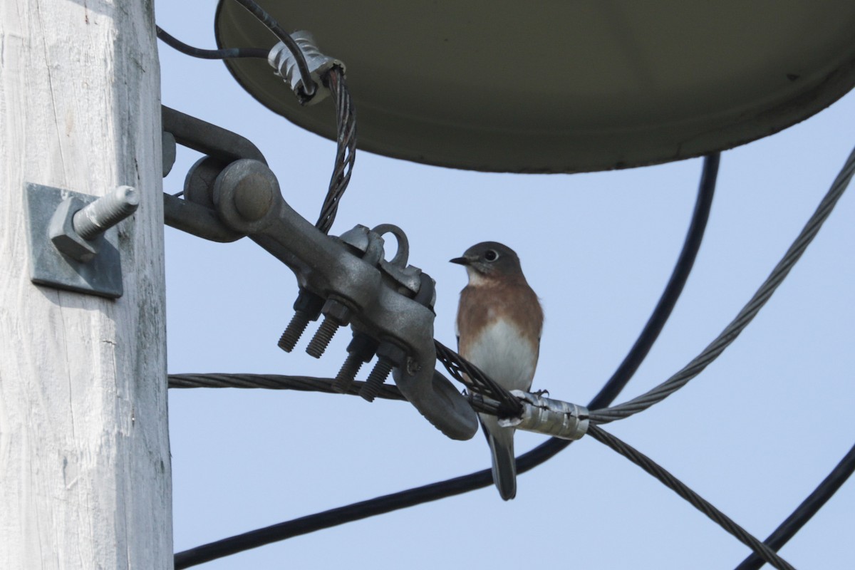 Eastern Bluebird - ML643780230