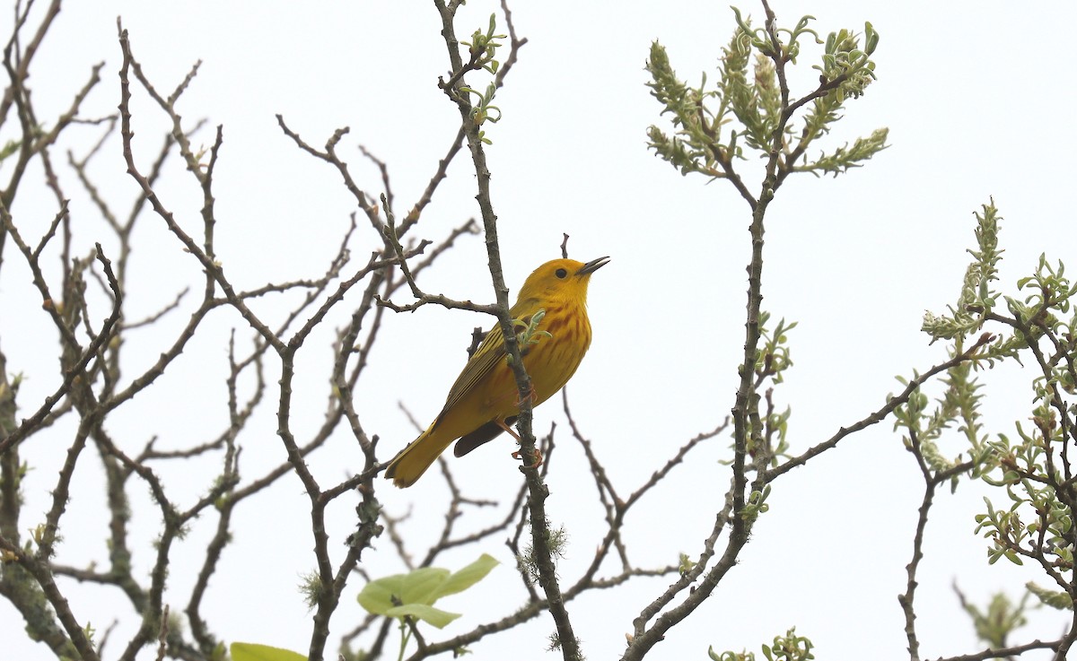 Yellow Warbler (Northern) - ML643780246