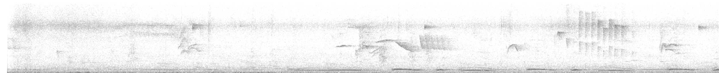 Picazuro Pigeon - ML643780271