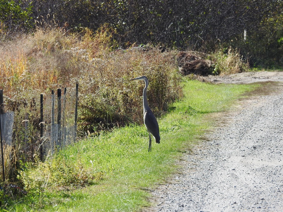 Great Blue Heron - ML643780272