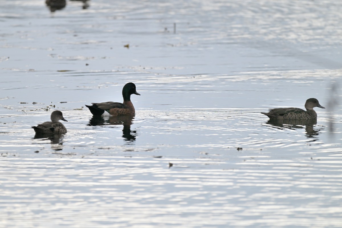 Chestnut Teal - ML643780274